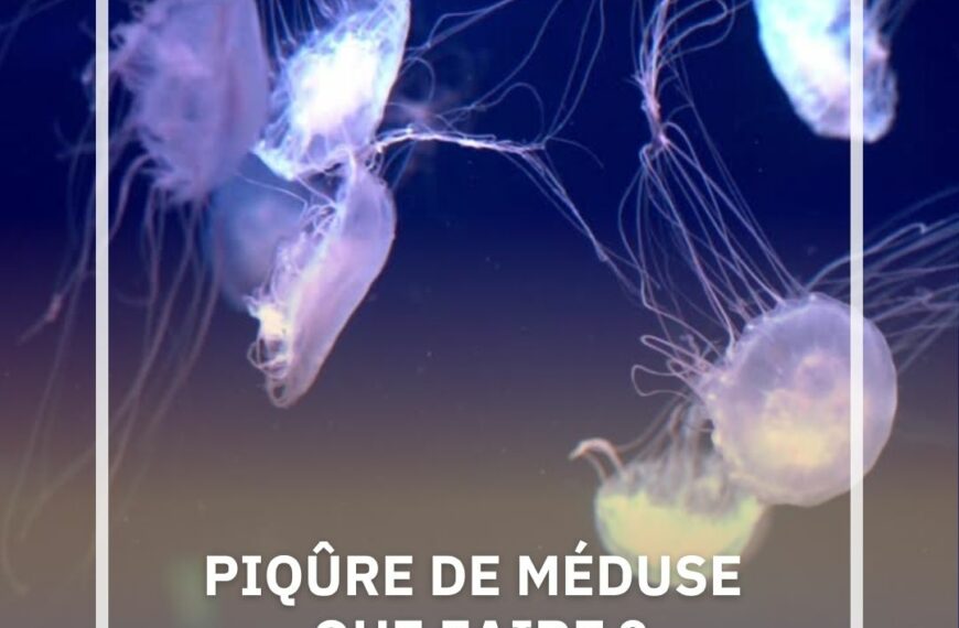 PIQÛRE DE MÉDUSE : QUE FAIRE ?