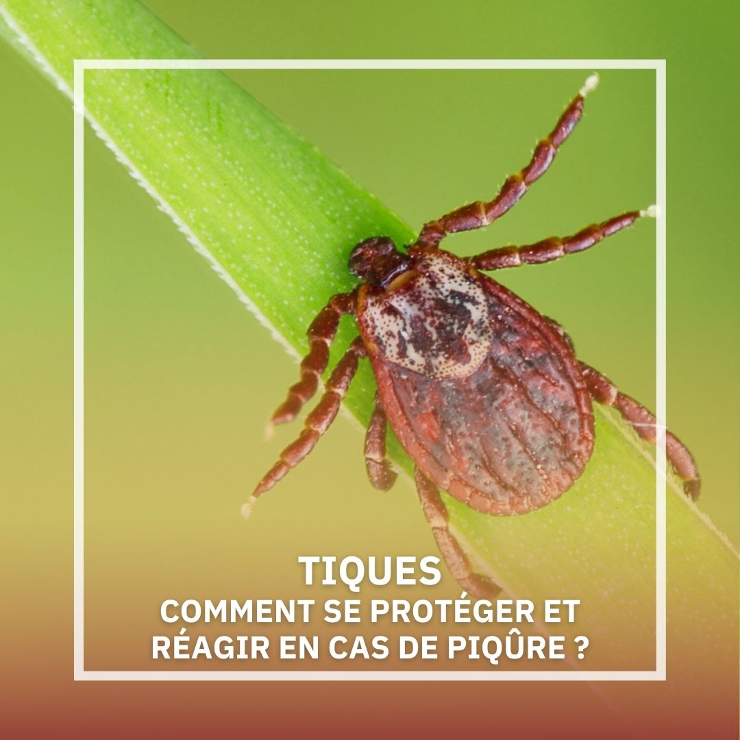 TIQUES : COMMENT S’EN PROTÉGER ET RÉAGIR EN CAS DE PIQÛRE ?