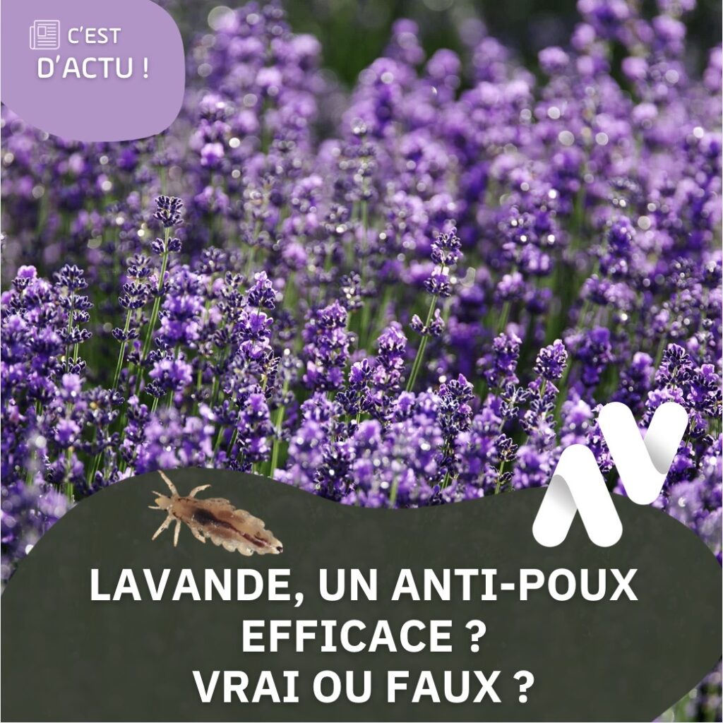 Lavande, un anti-poux efficace ?Vrai ou faux ?