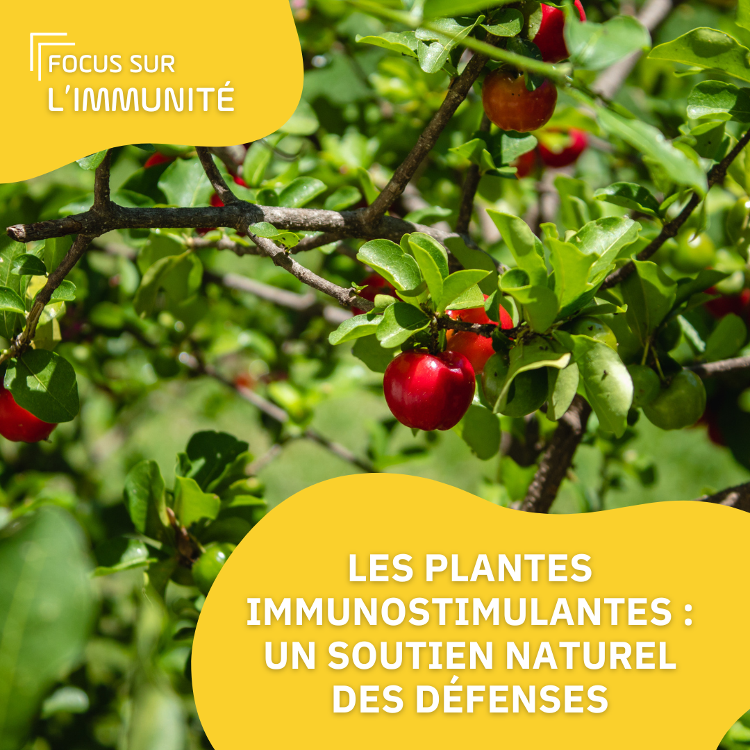 Les plantes immunostimulantes