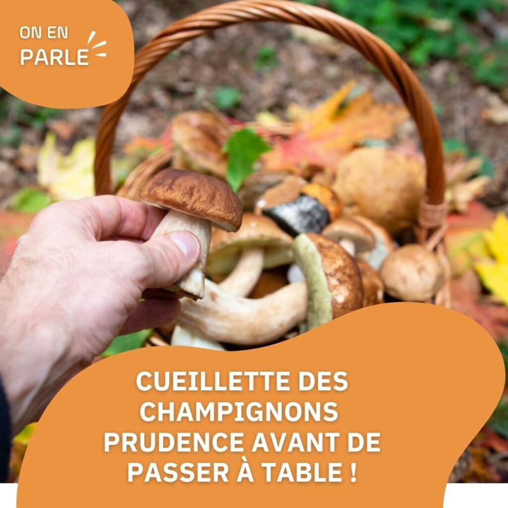 Cueillette des champignons : prudence avant de passer à table !